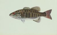 Smallmouth Bass