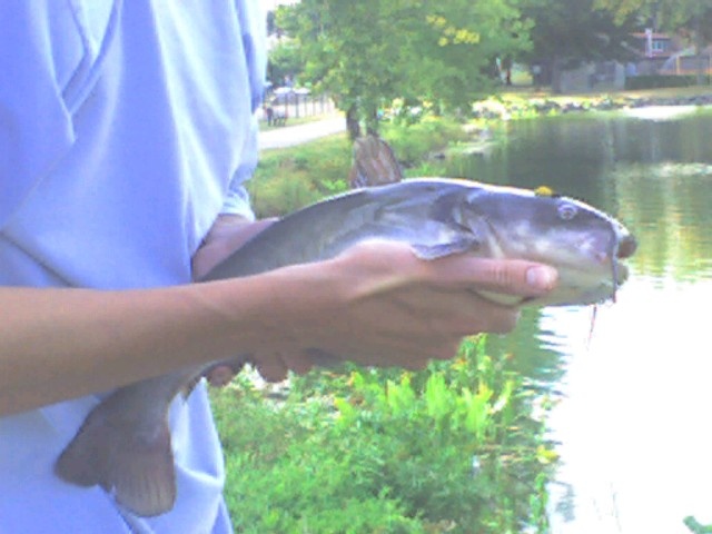 07' fish near Manhattan Community Board 8