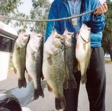 ball pond bass near Putnam Lake