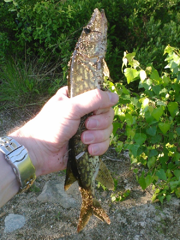 jumpy pickerel