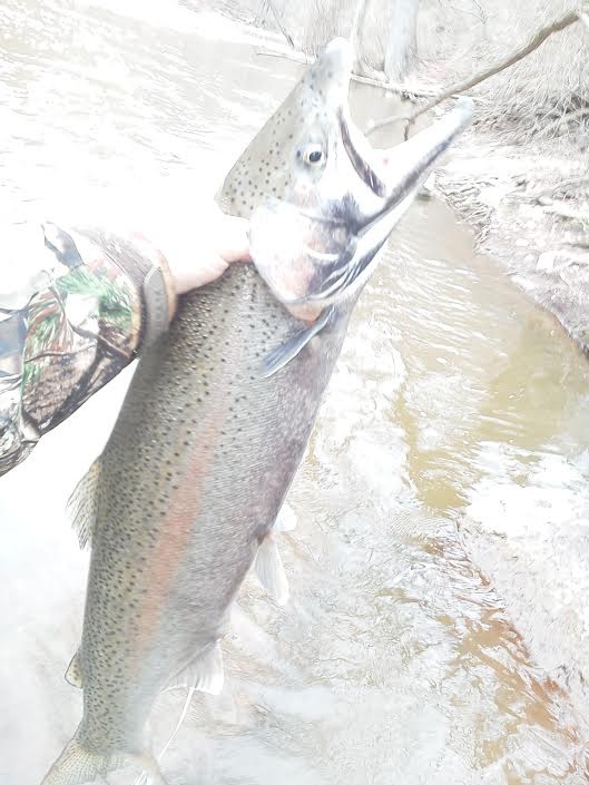 Bend lip steelhead near Stottville