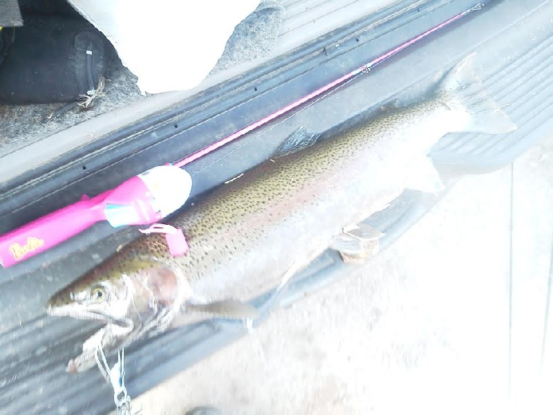 Bend lip steelhead near Catskill