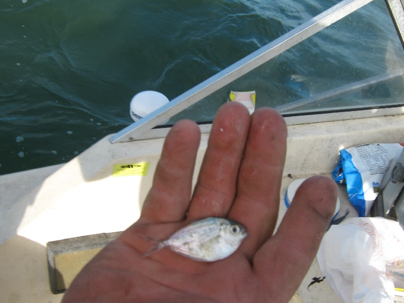 Sound Beach fishing photo 5