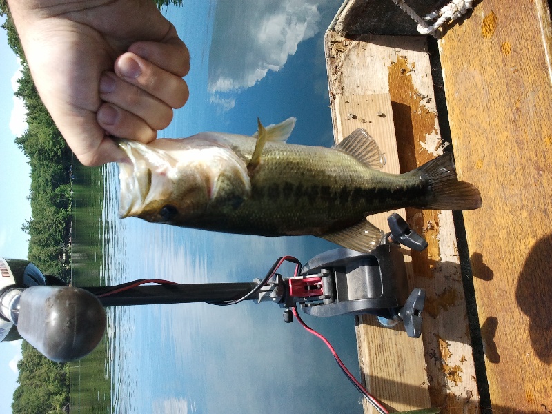 Babcock Lake 7/2/11 LMB near Averill Park