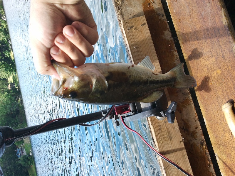 Babcock Lake 7/2/11 LMB near Averill Park