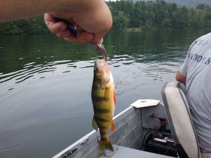 Yellow Perch near Valatie