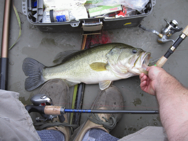 Nice Bass  near West Elmira