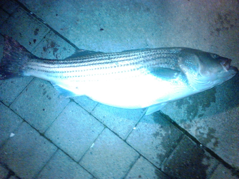 East Atlantic Beach fishing photo 5