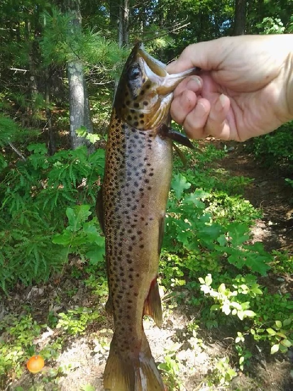 Trout Tower Hill 2014