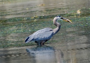 heron25