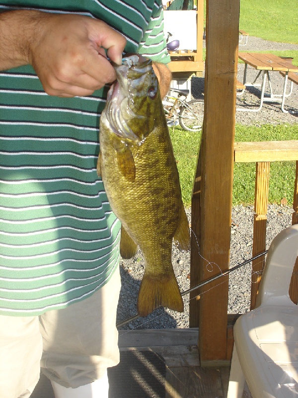 WallKill River Smallmouth Bass near Myers Corner