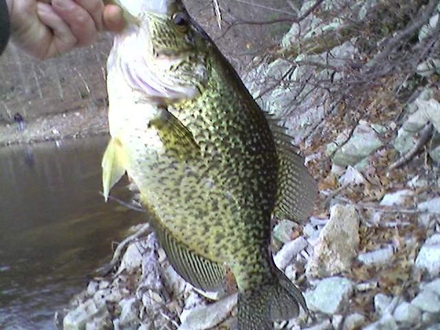 Manhattan Community Board 7 fishing photo 5