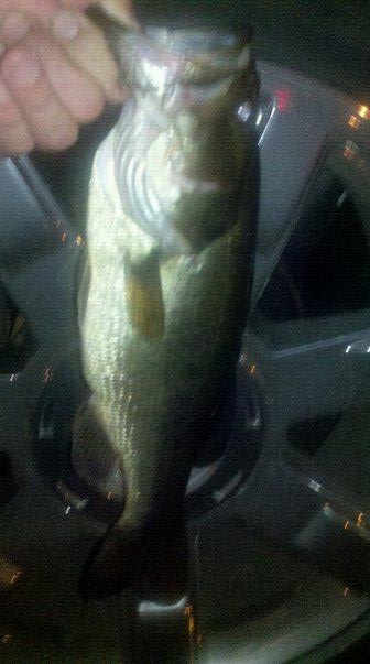 Largemouth in Lynn