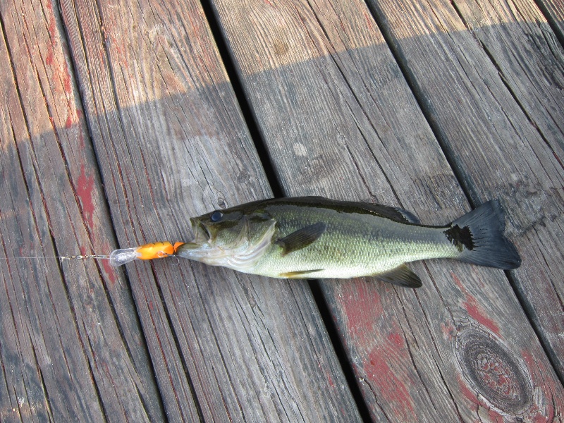 first bass of the summer 14 inches