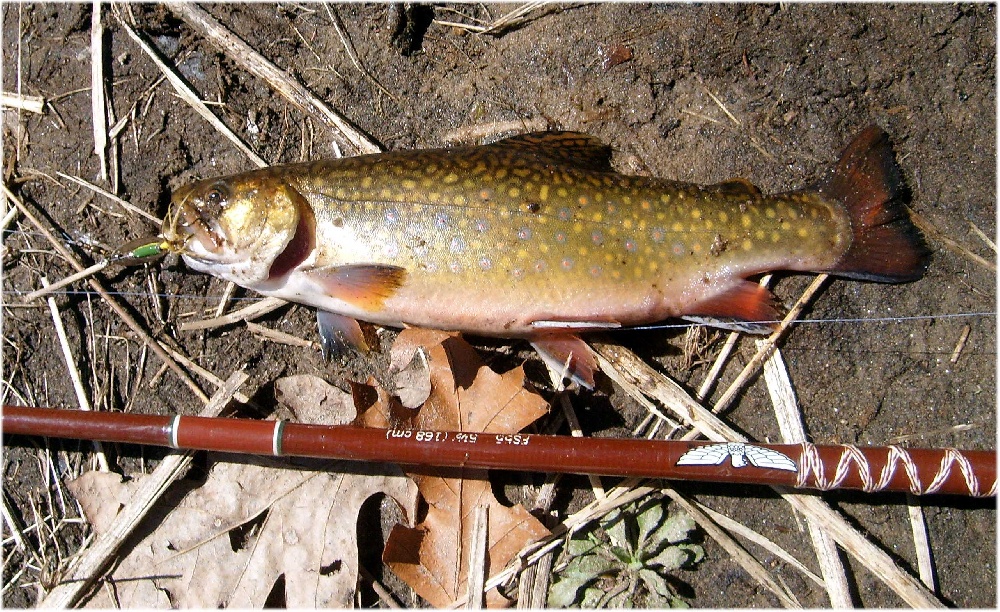 Brook Trout