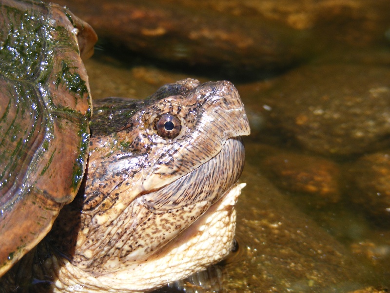 Snapper