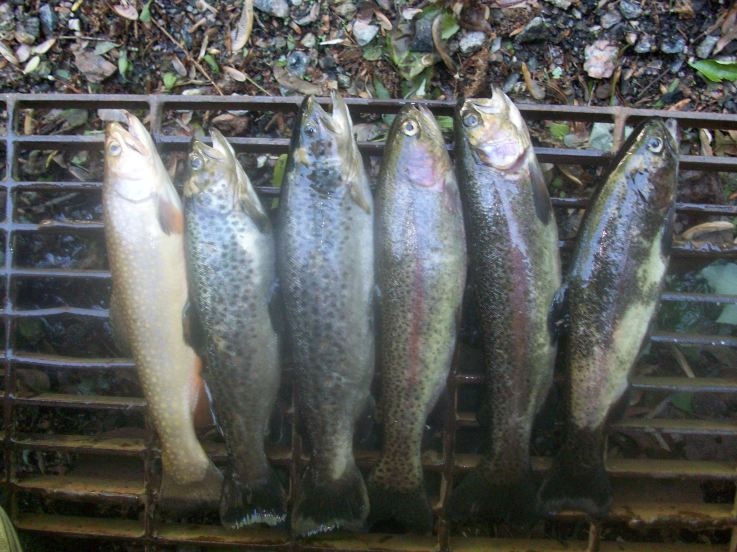 May Trout near Kiryas Joel