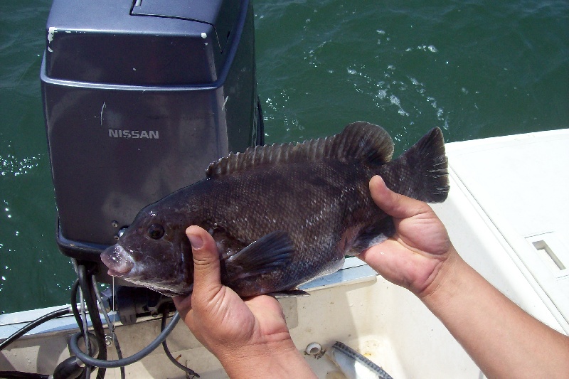 black fish  near Baiting Hollow