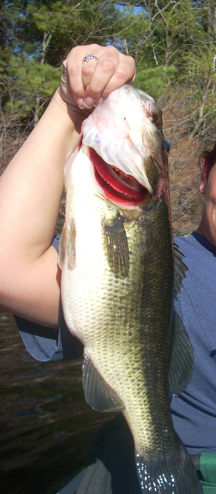 laura 5 lb bass