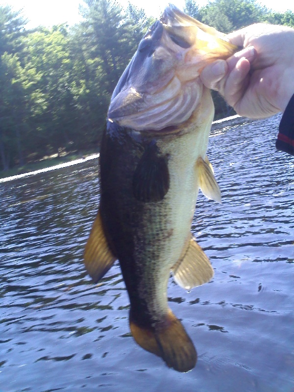 3 pounder also on the buzzbait.  near South Fallsburg