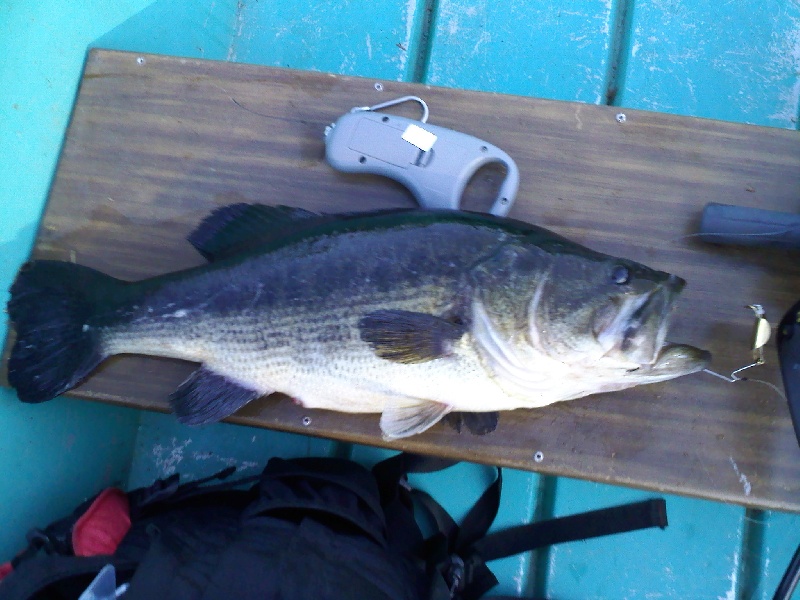 7 lb 5 oz! Personal best! near Smallwood