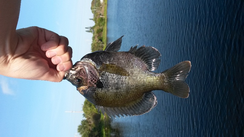 Bluegill Sunfish