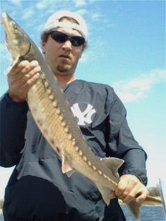 shortnose sturgeon