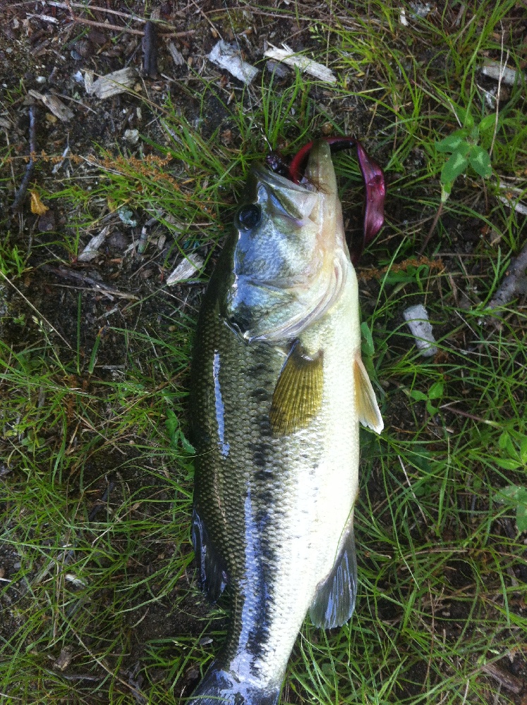 Largemouth near Pleasant Valley