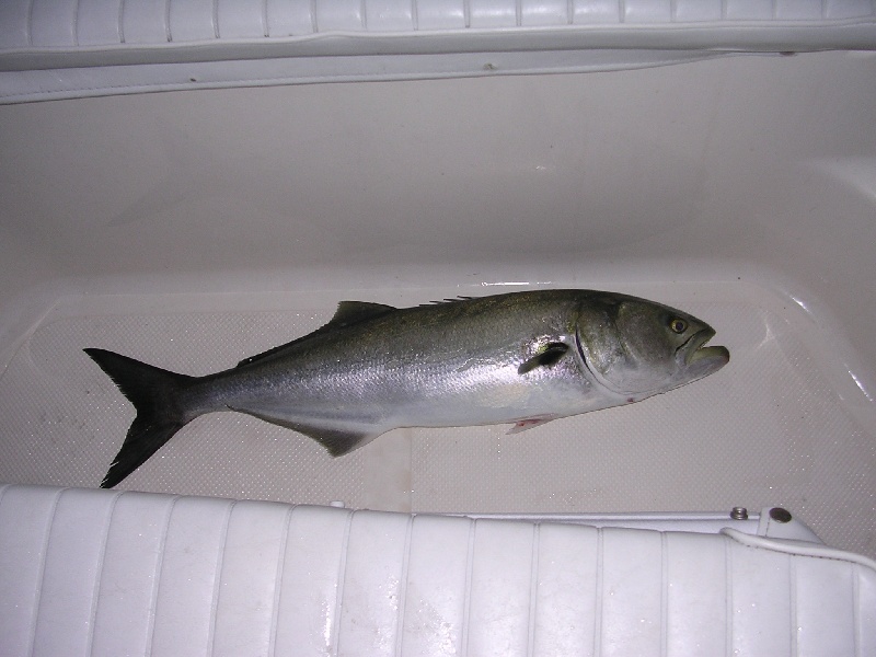 Bluefish at Duck Island near Jamesport