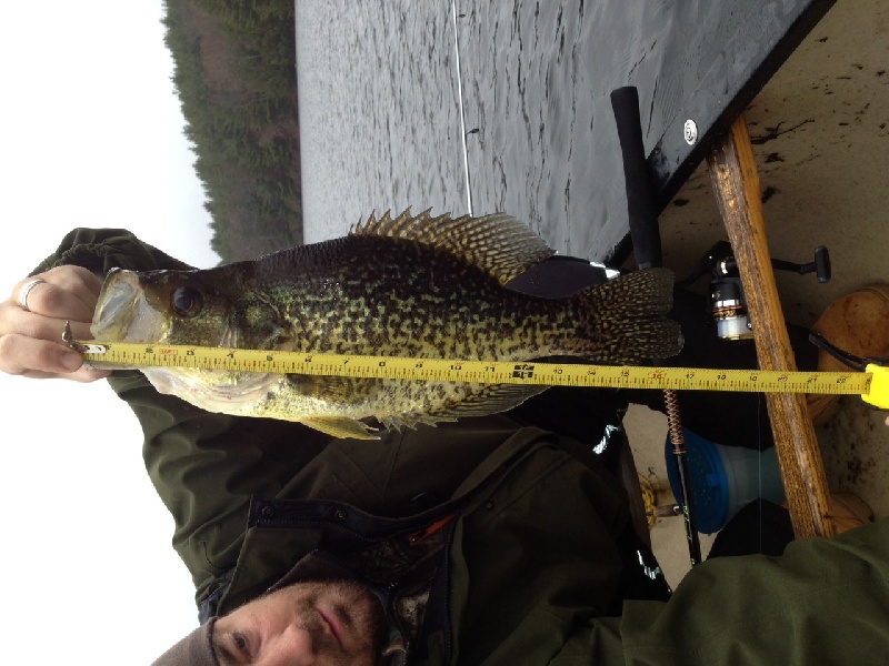 17" Crappie 3.6lb