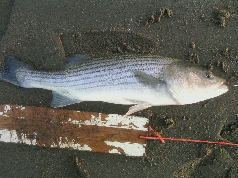 Fishing Stripers and Blues near Setauket-East Setauket