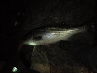 Fenwick Stripers Fishing Report