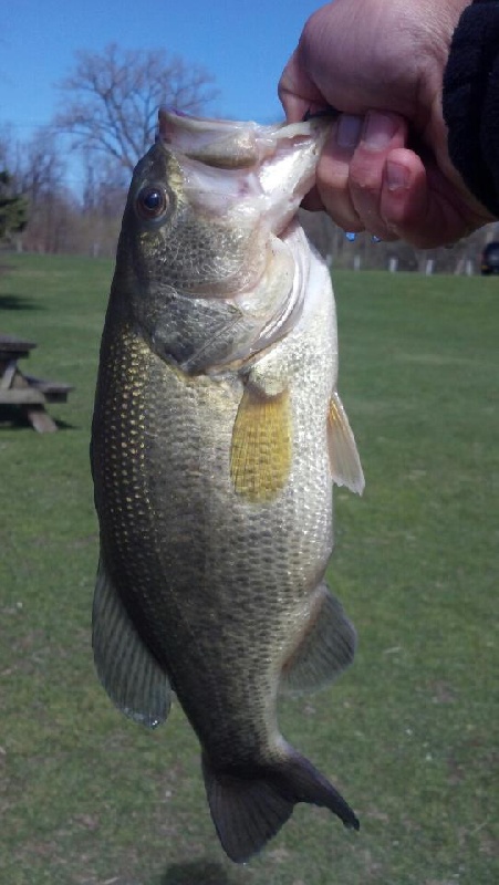 Largemouth near Village of Galway