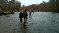 Steelies and Salmon on the Fly Fishing Report