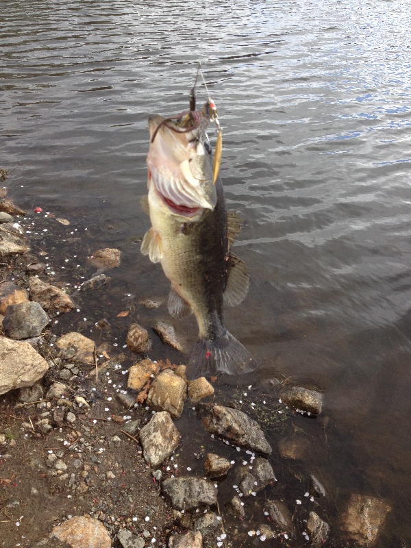 6 pounds largemouth bass