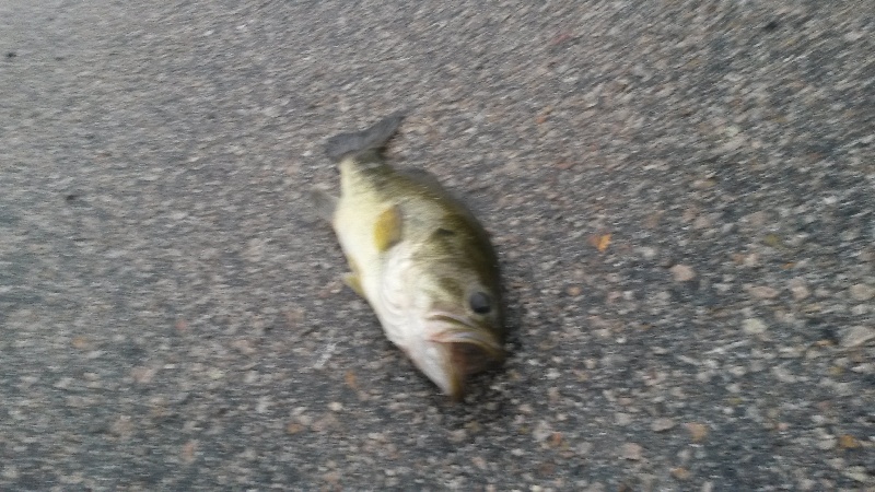 Forge Pond LMB