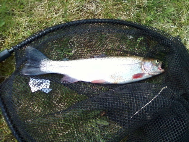 stocked rainbow