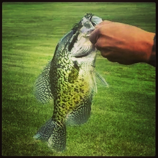 Black Crappie near Portville