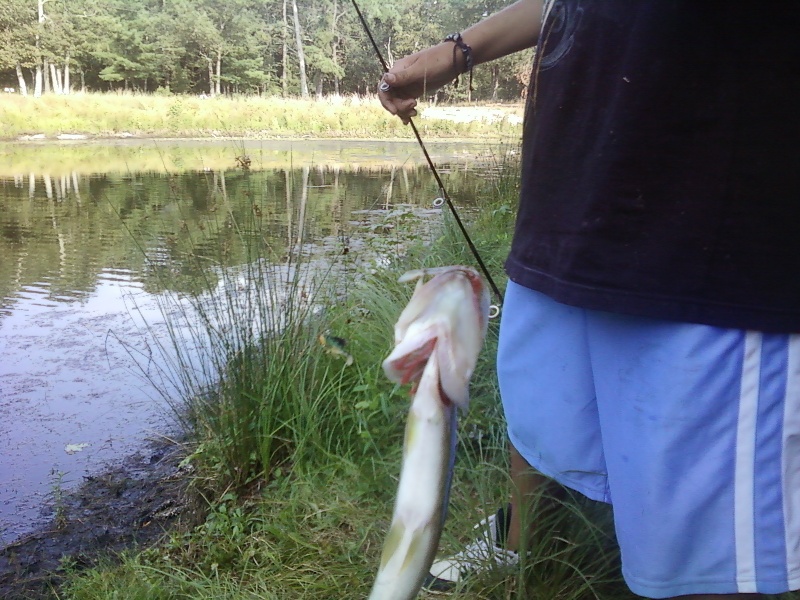 pickerel