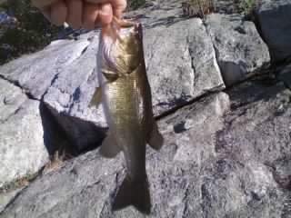 Bass at Pelton Pond near Hillside Lake