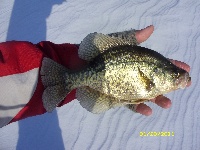 Mohansic Ice fishing trip #2 Fishing Report